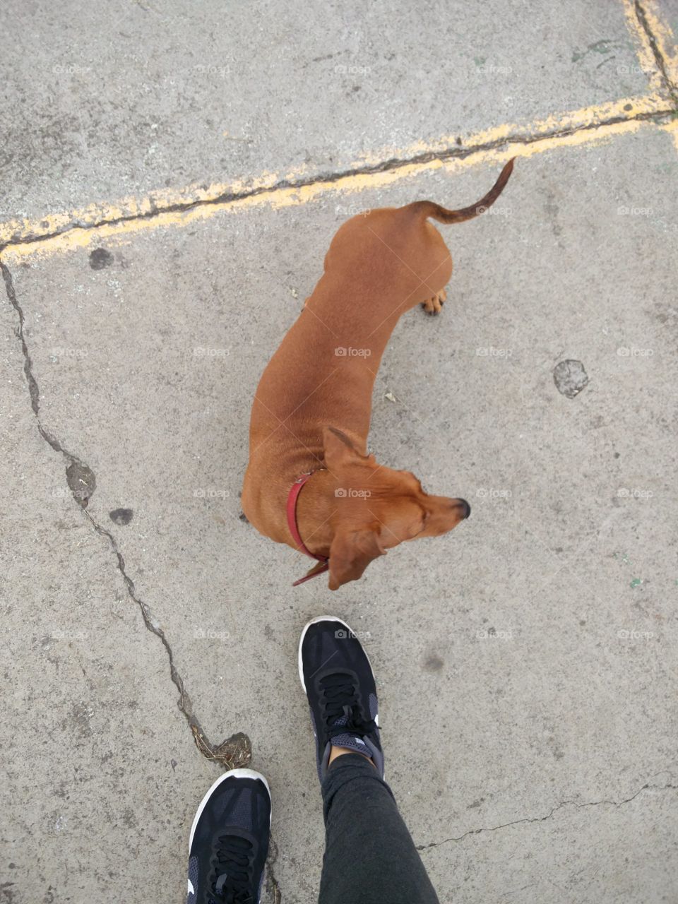 dachshund