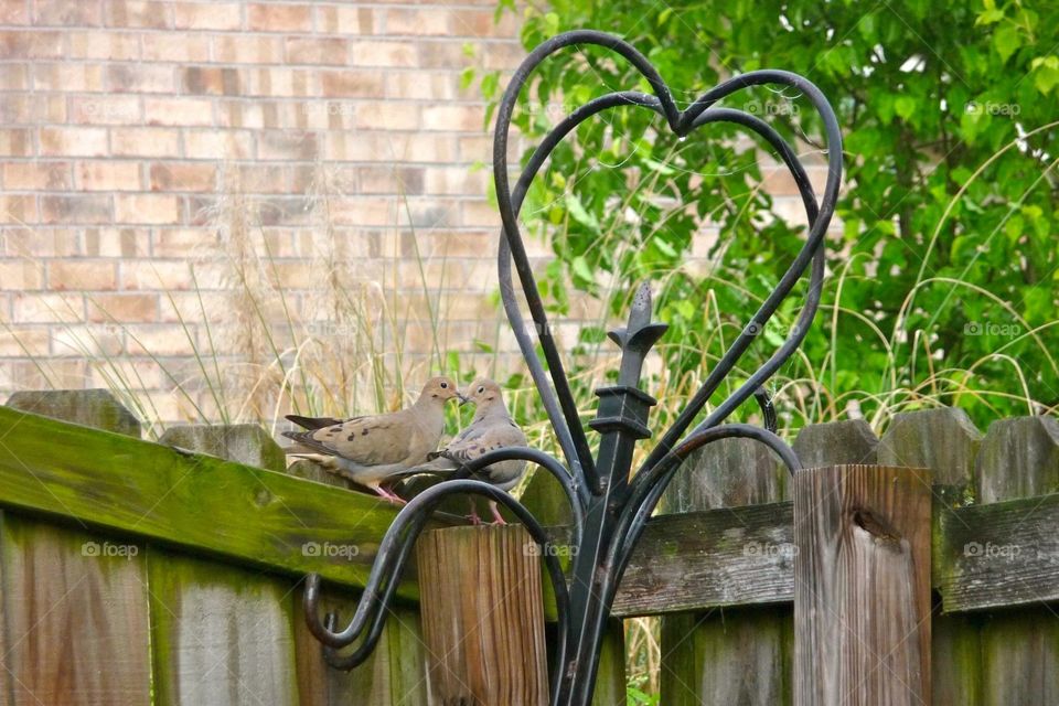Love Birds. Two doves sittin on a fence