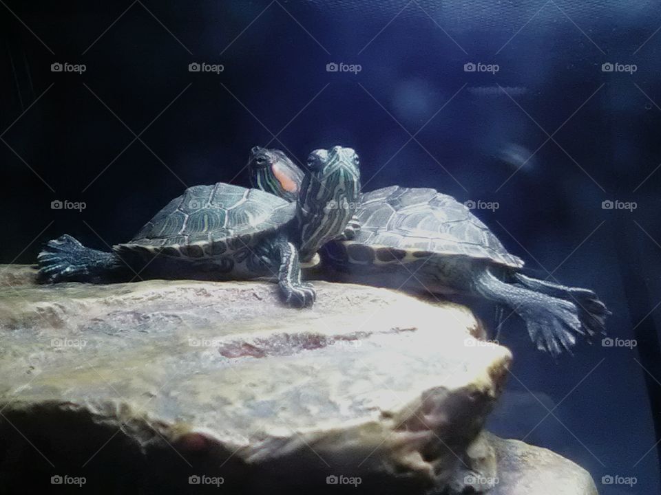 Red Ear Slider turtle