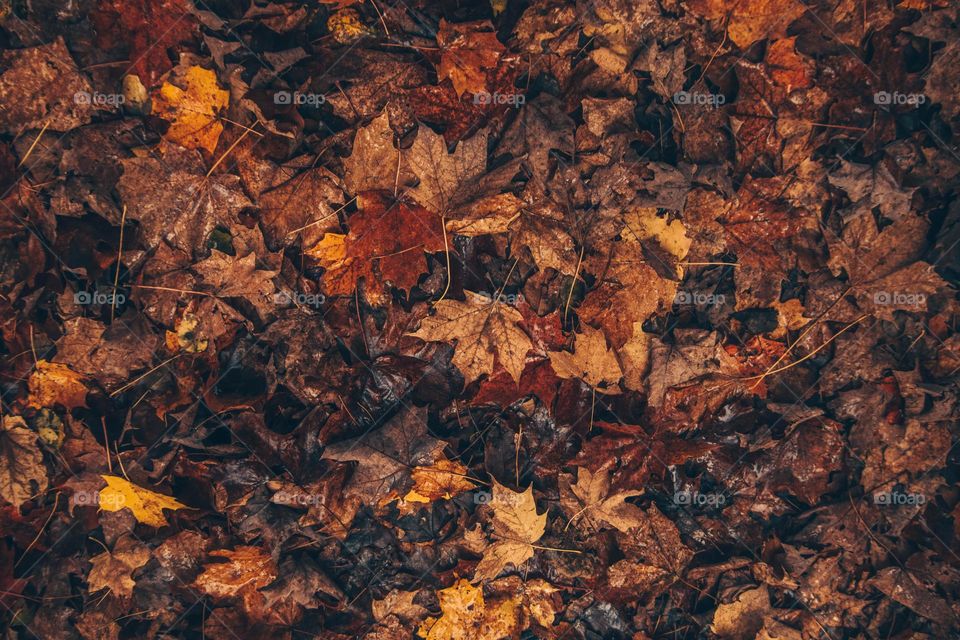 Wet fallen leaves in water