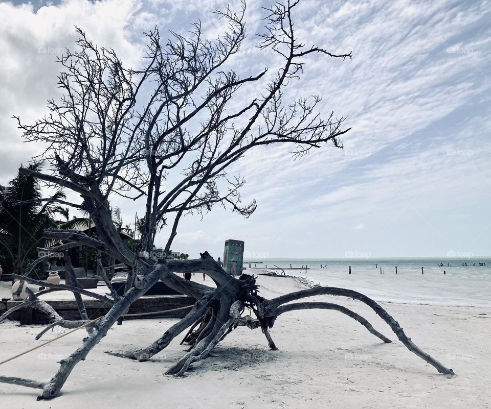 A creature-like tree seemingly crawling back to the sea.