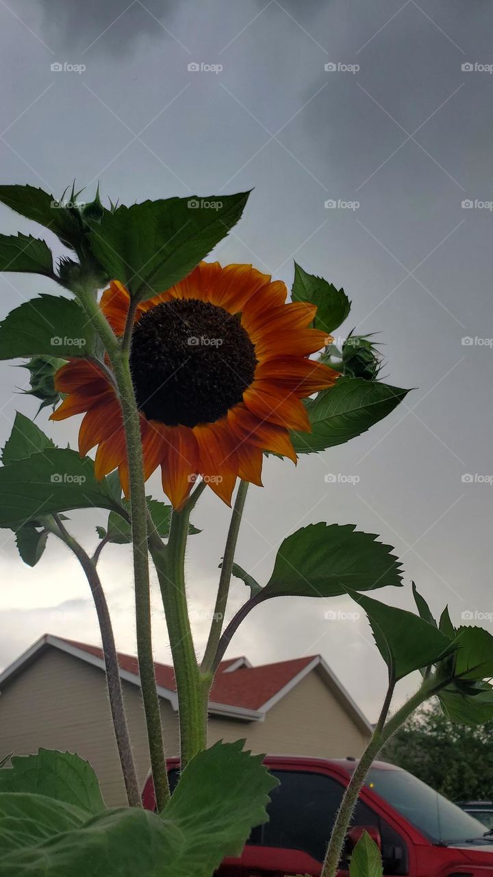 Sun flower in thunder storm