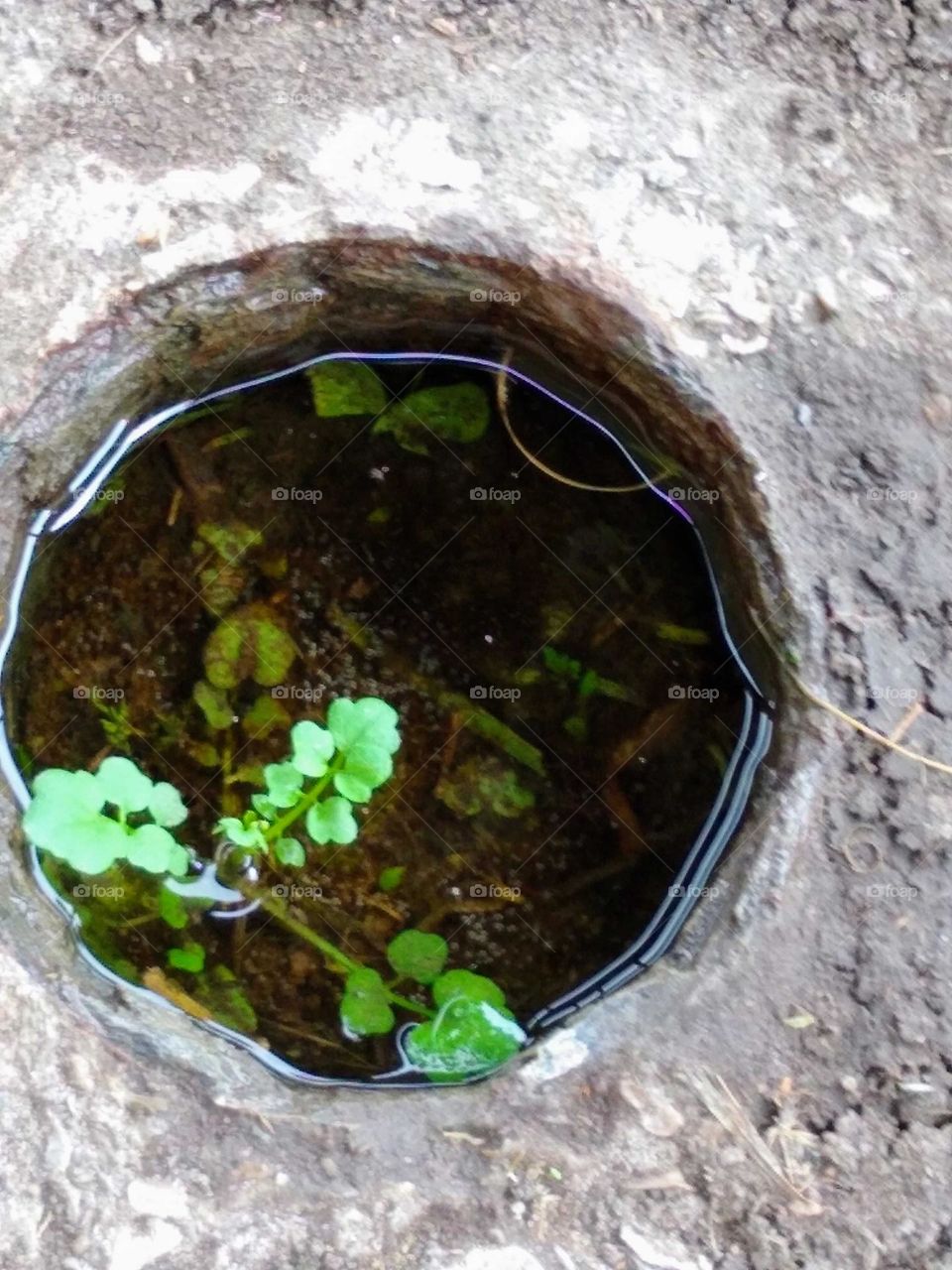 You can find Spring🍃 everywhere. Just pay close attention. Little🌱 things can mean a lot 😉.