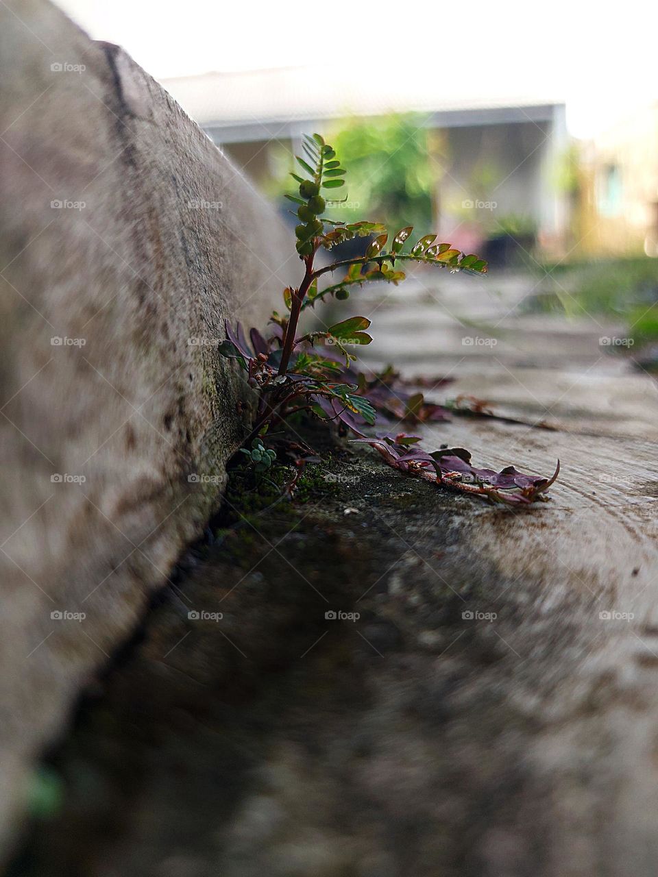 Small plants that grow between the concrete roads