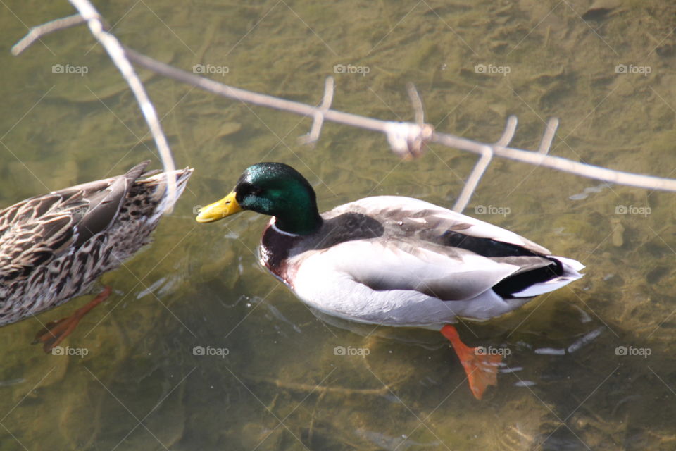 Ducks swimming