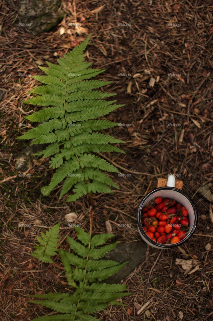 Mountain rosehip in a cup next to the fern