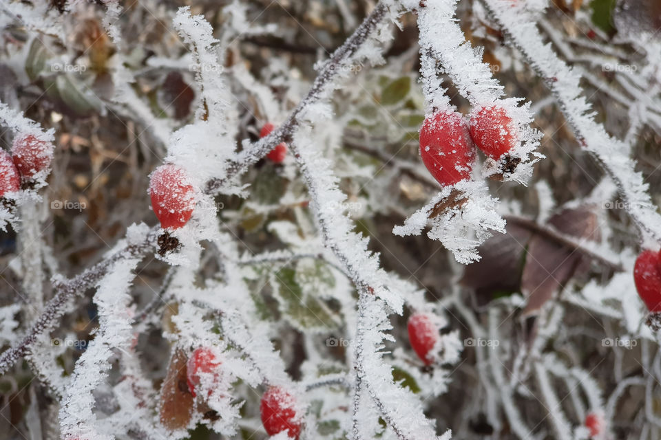 red berries covered with ice crystals.  winter sign concept