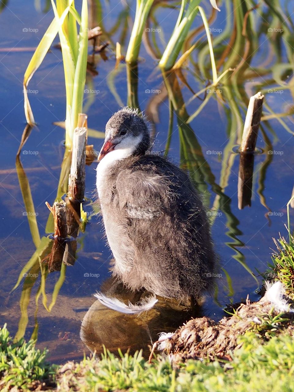 Young coot