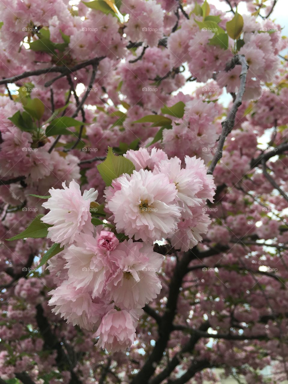 Japanese ornamental cherry 