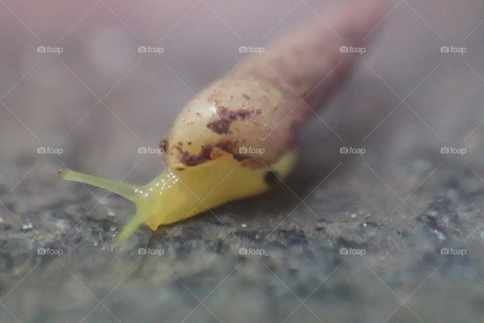 walking ground snail