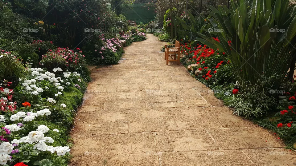 flower garden