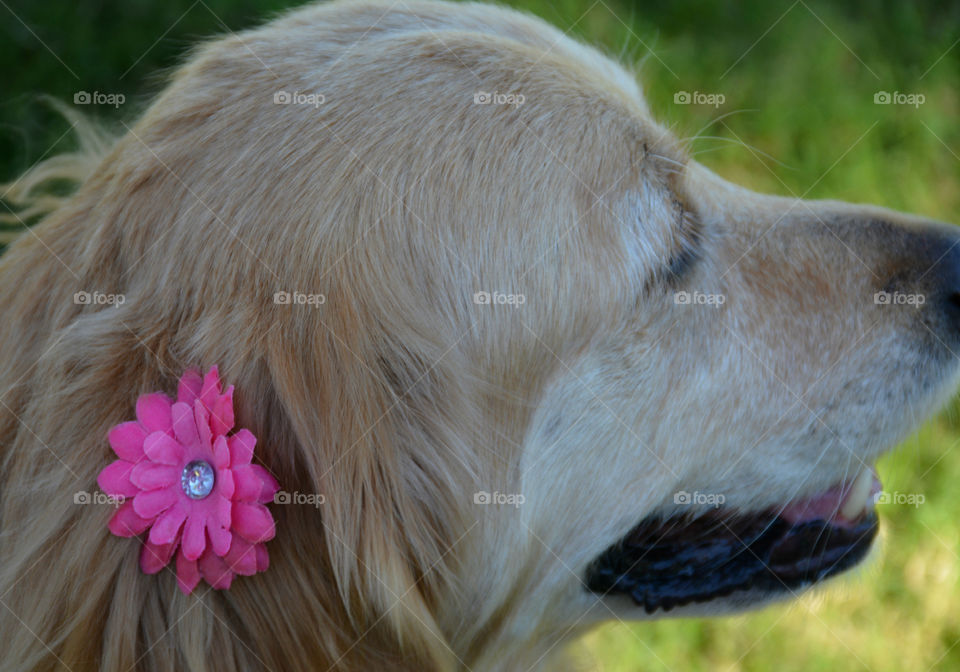 Golden Retriever Dogs are the most reliable,faithful,kind and intelligent canines to own! They are friendly and child adaptable! They love people and have big smiles.