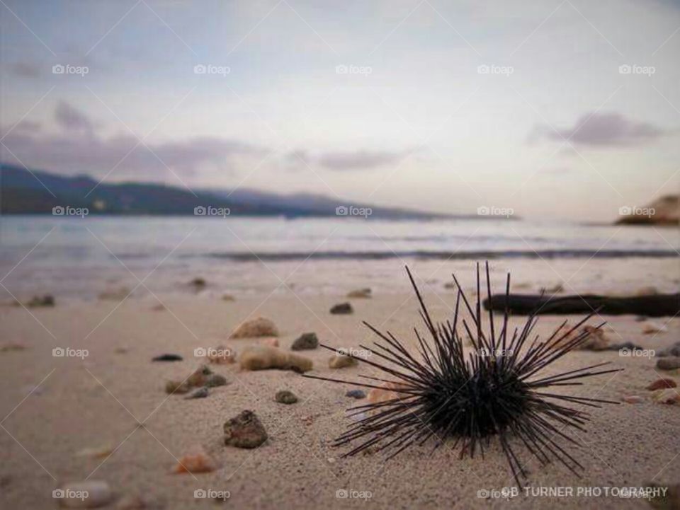 Sea Urchin Sun Bathing