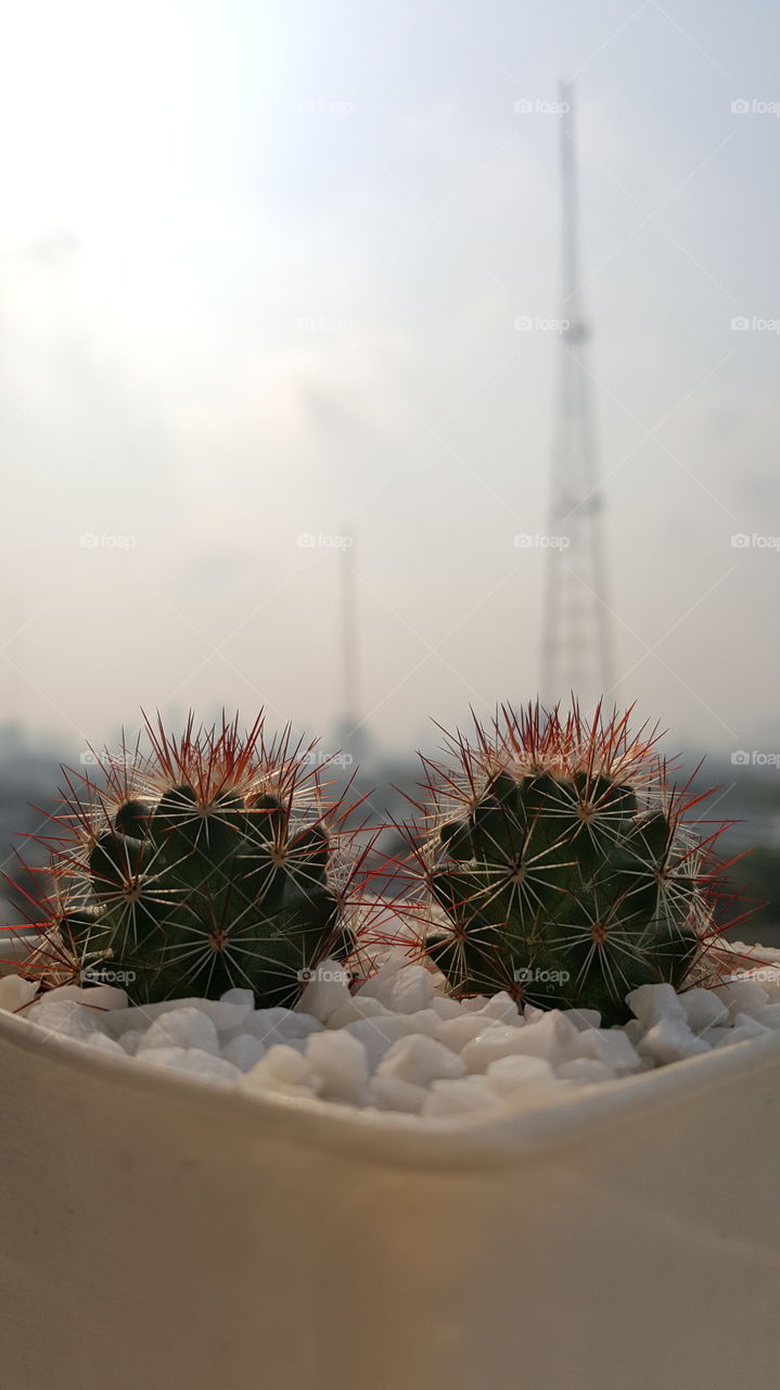 Twin cactus.