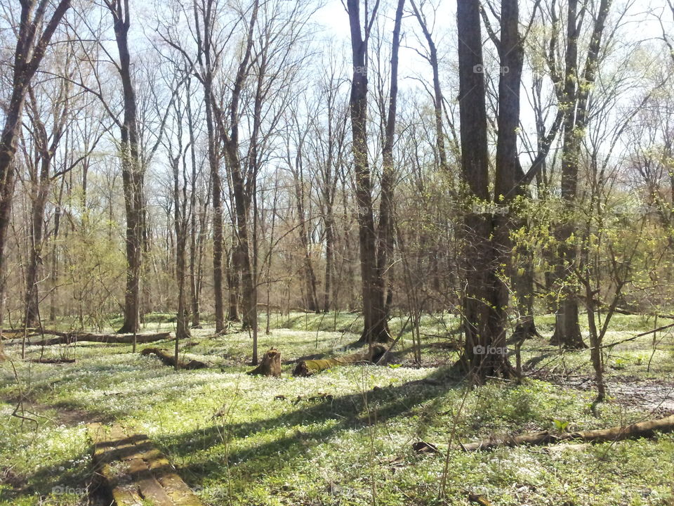 nature preserve. a nature preserve in spring