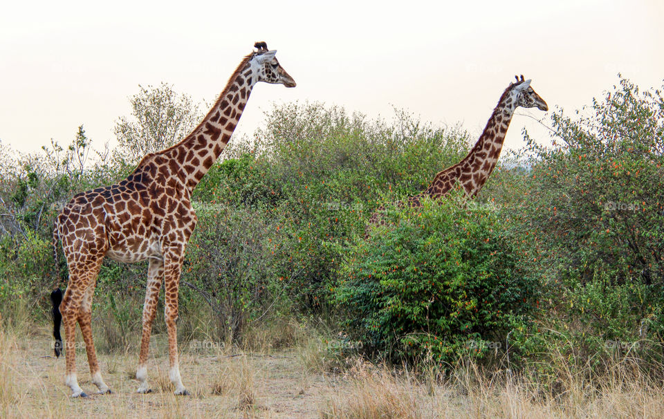 Giraffes in South Africa 