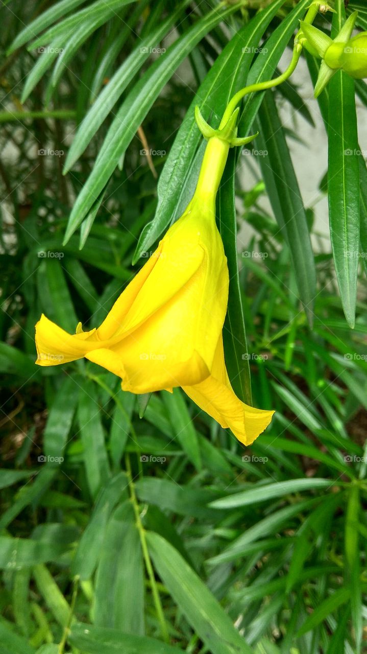 Beautiful yellow flower  and green leafs