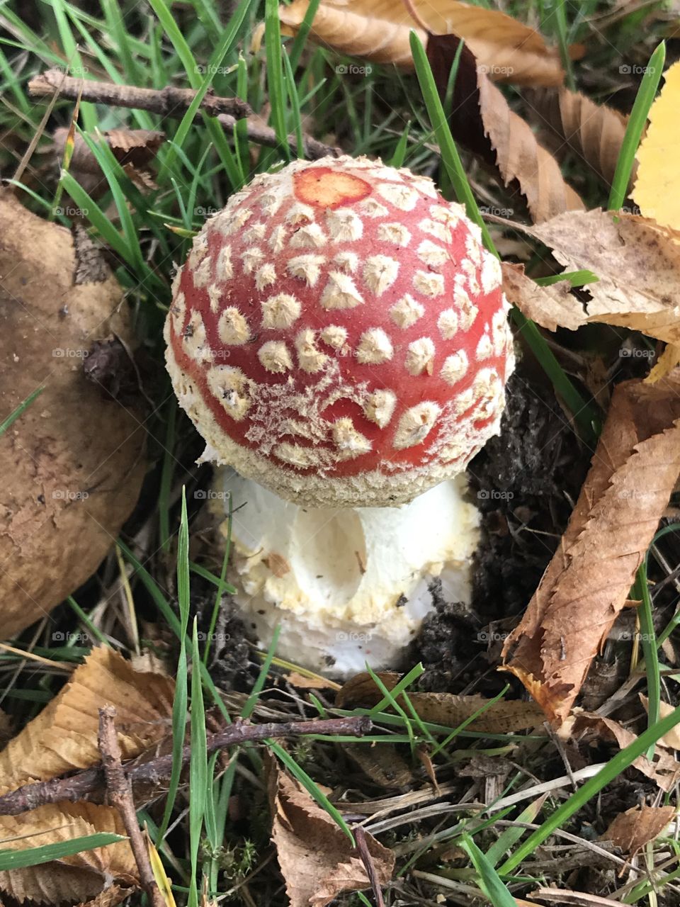 Amanita mushroom