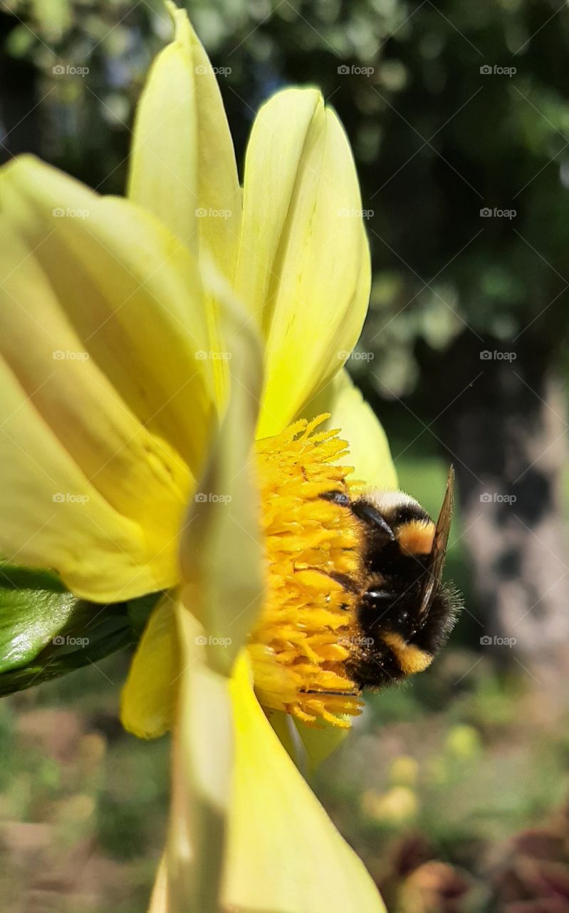 bumble bee on dalhia
