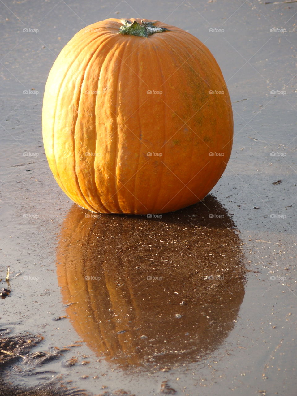 Pumpkin reflections 