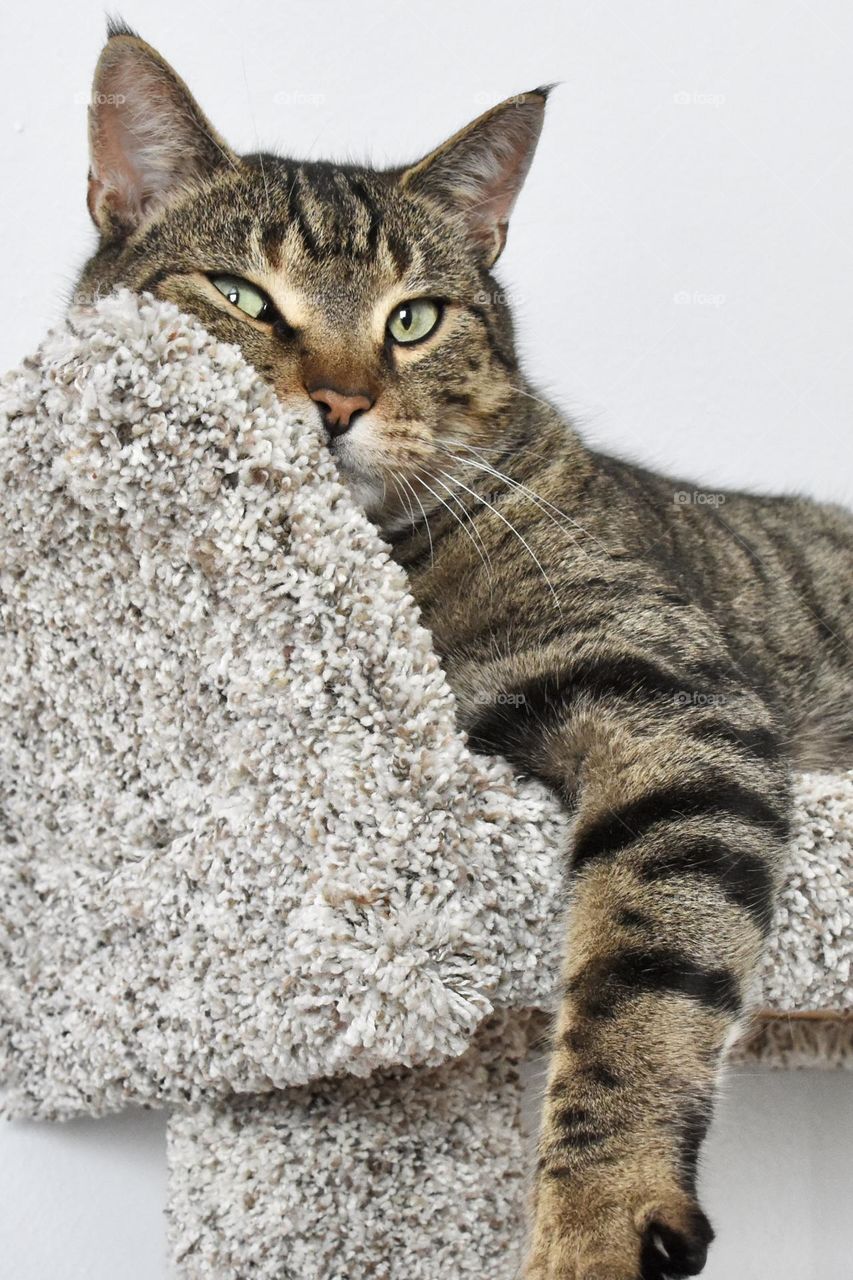 Tabby cat lounging on his cat tree