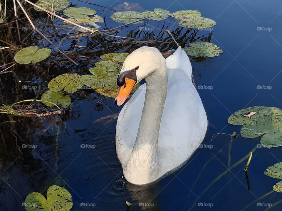 swan swimming in the lake