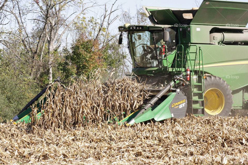 Tractor harvesting crops of corn