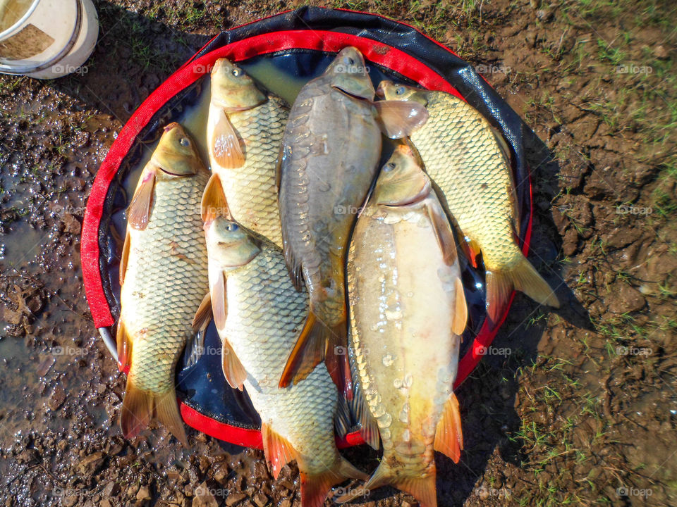 fish caught for the day