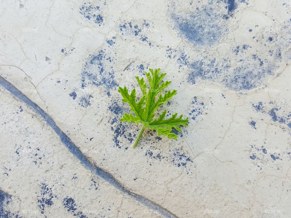 Green leaf on stone