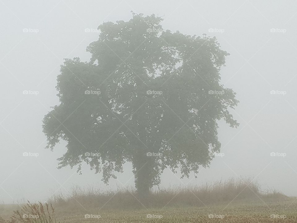 im Nebel sieht alles anders aus