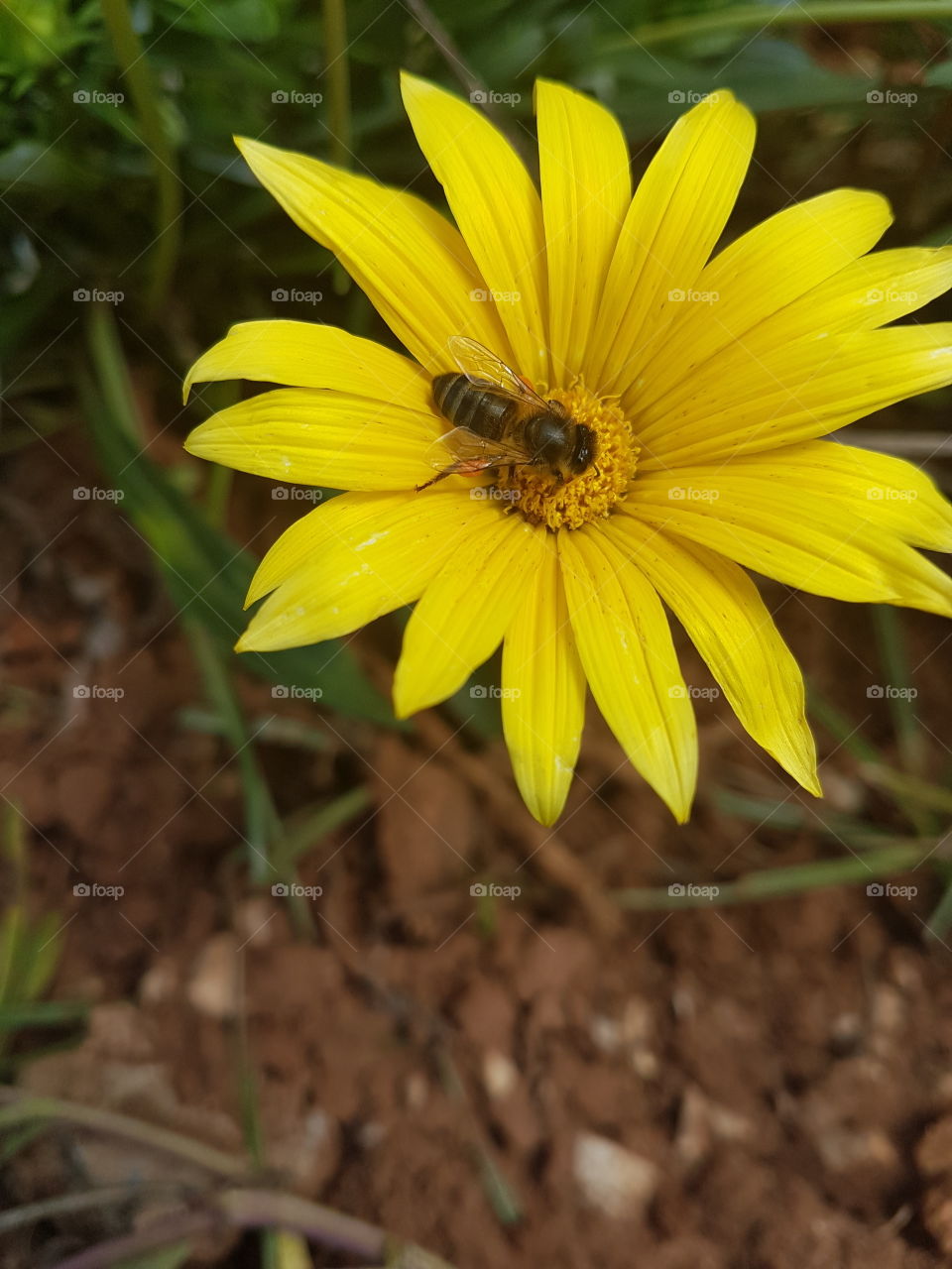 bee yellow flower green three nature sky maroc Morocco cactus