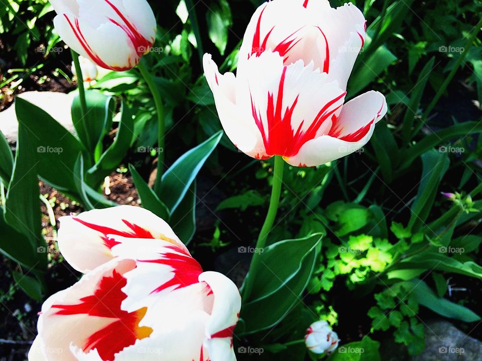 Canadian Flag Tulip with red maple leaf symbol