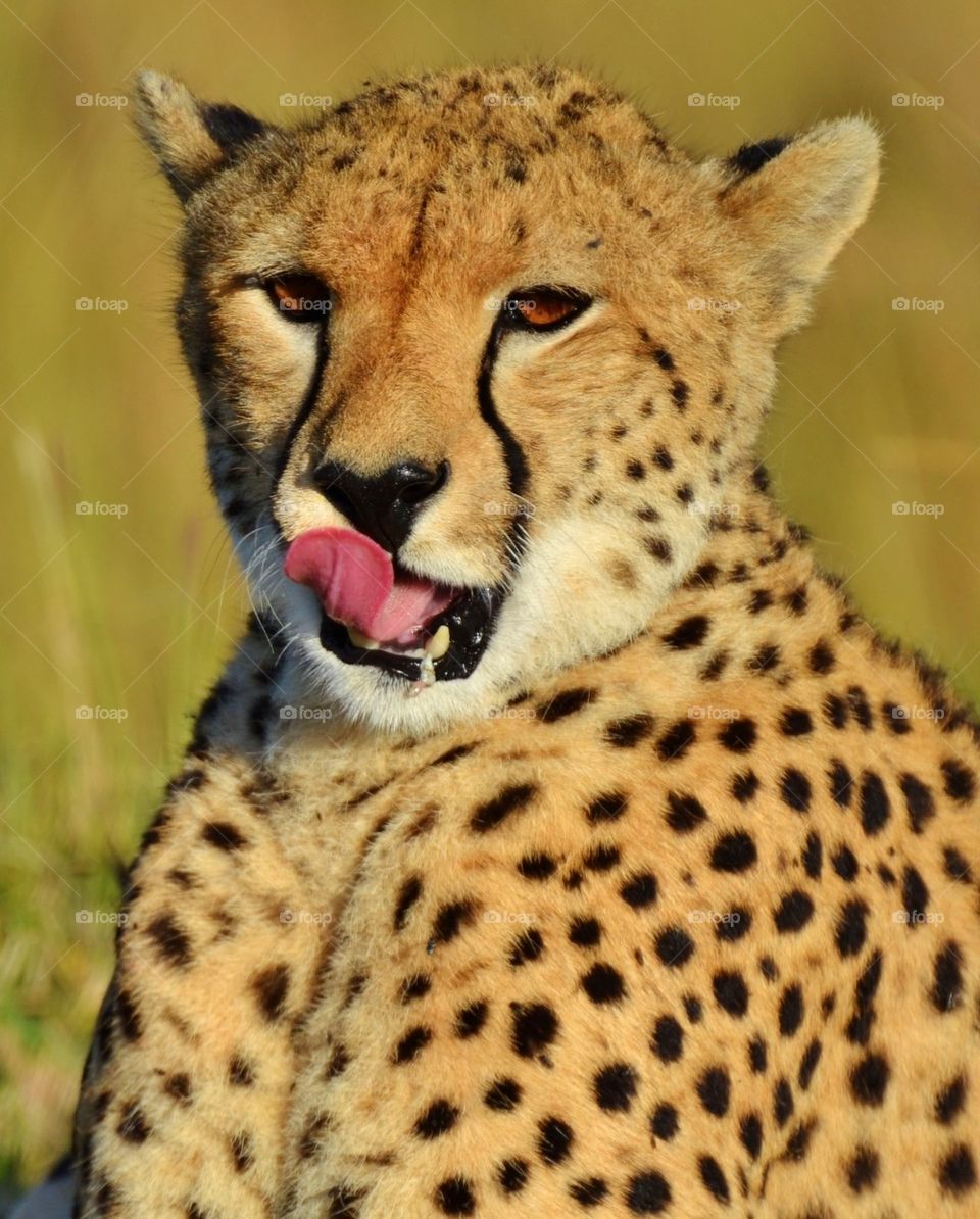 Cheetah