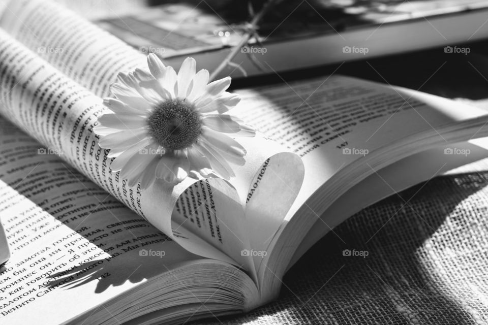 light and shadows flower love books black and white background