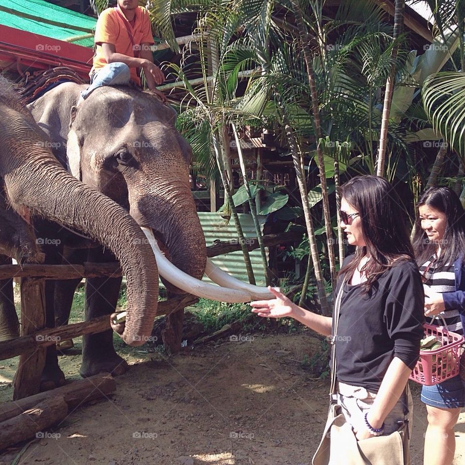 Elephant Feeding