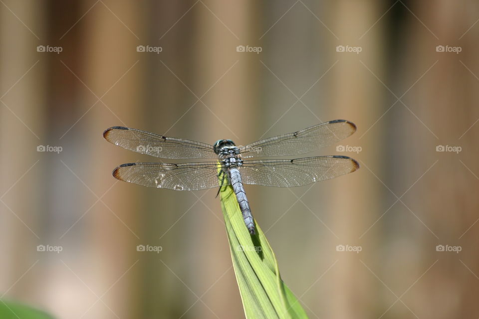 Dragonfly wingspan