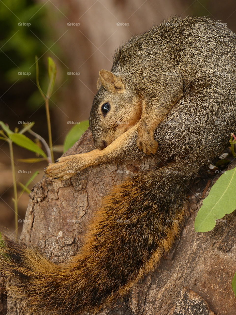 Squirrel bathing