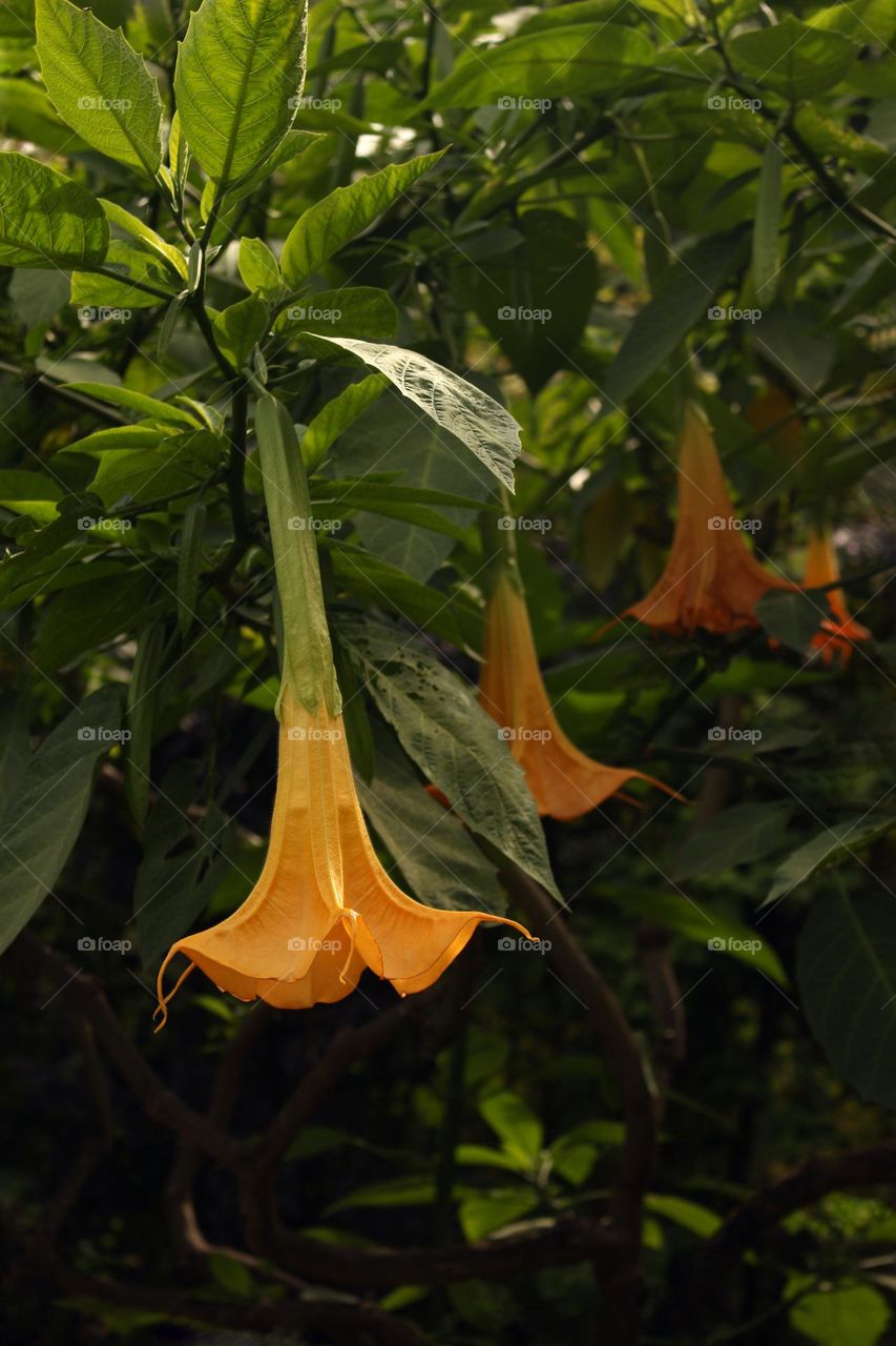 Close Up of a Yellow Flower of Brugmansia on a Natural Green Background