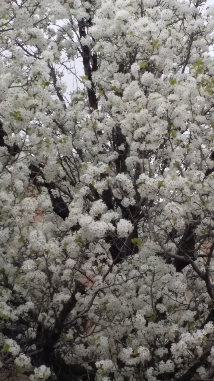 Trees In Full Bloom