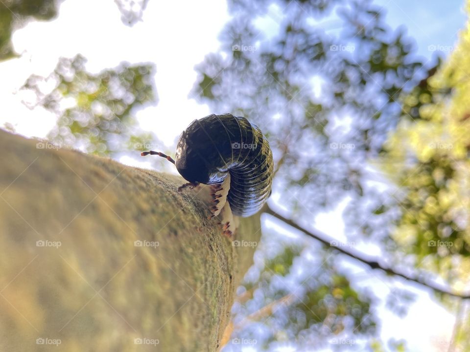 Millipede on the tree 