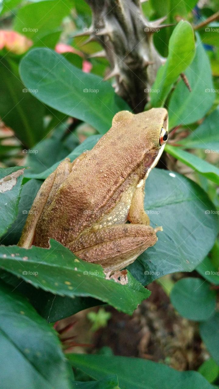 This pond frog is perched on a leaf
