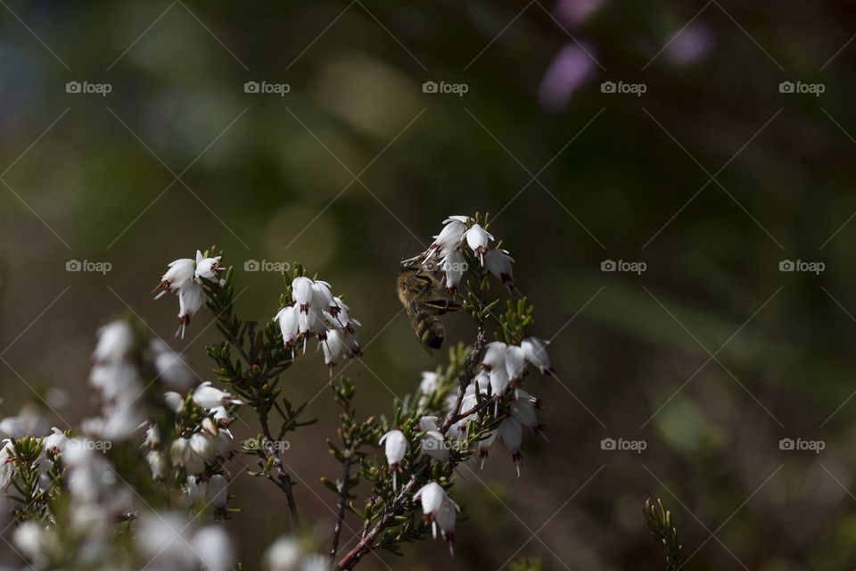 Bee in Springtime 