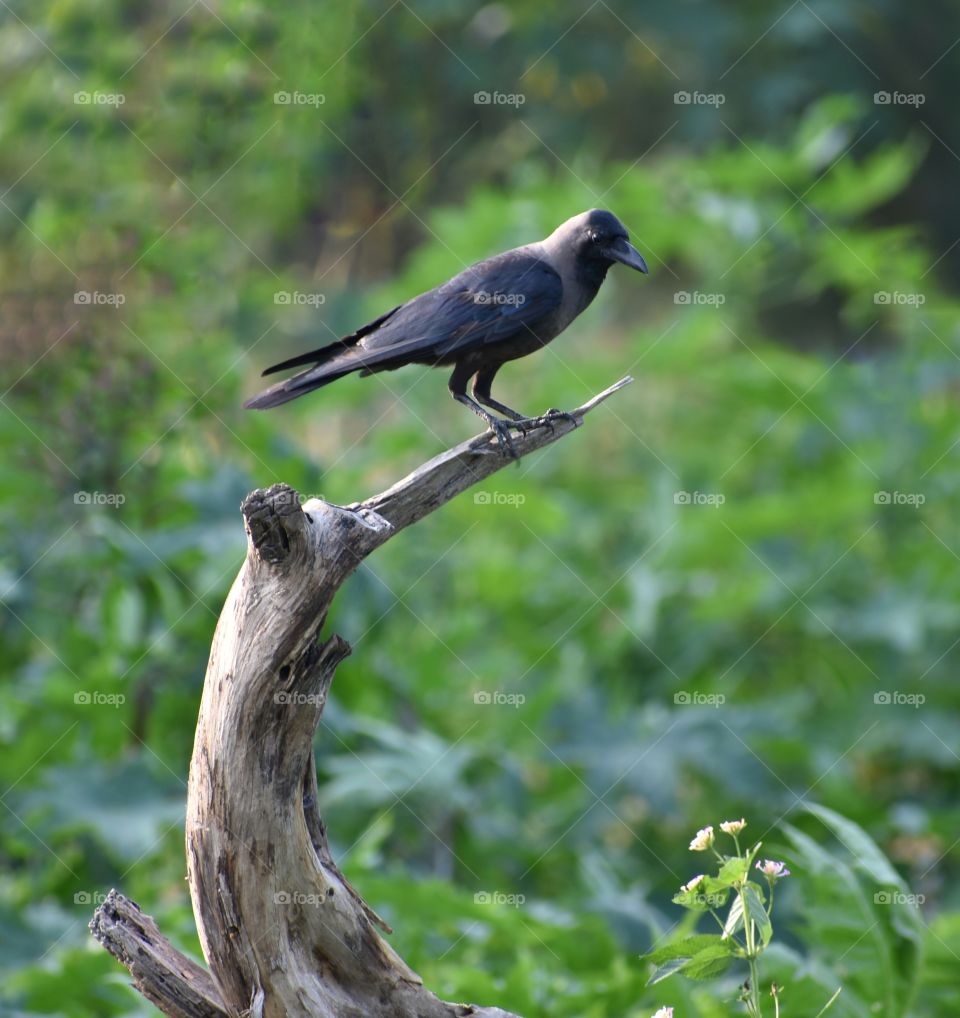 Indian crow sitting on a beautiful wooden trunk