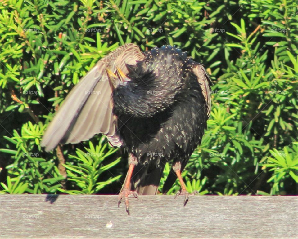 Starling on bench twisting to clean under wing with evergreen tree in background 