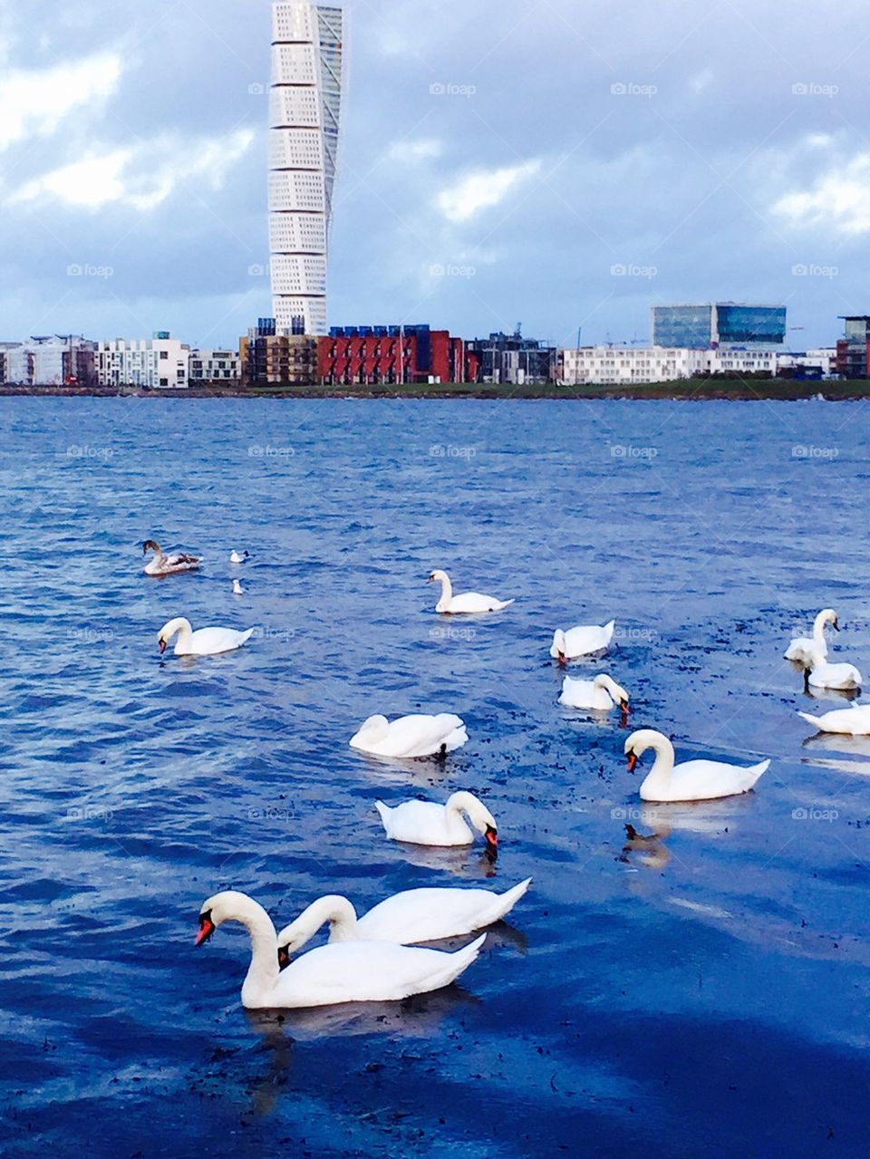 Turning Torso and lovely Swans