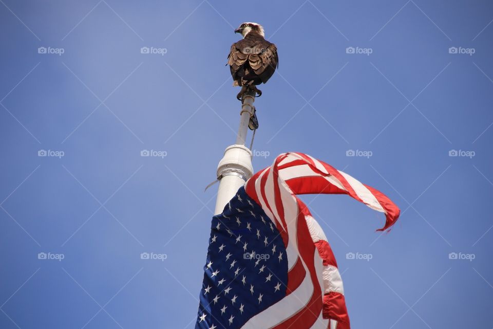 American flag and Osprey