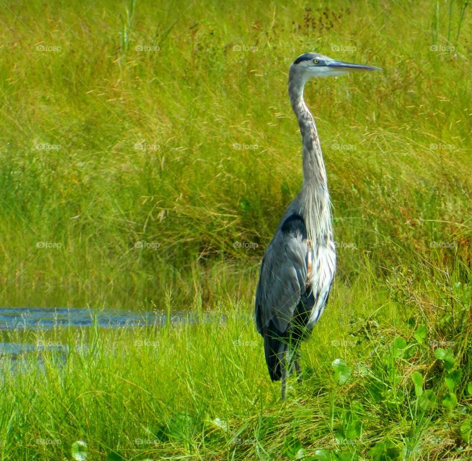 Extended Neck Heron