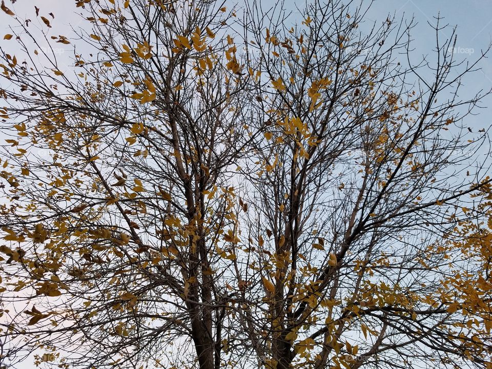 Fall leaves almost gone