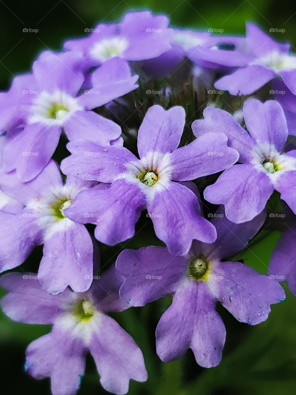 Closeup of wild verbena purple cluster flowers. This beautiful wildflower helps repair disturbed soil, an important part of soil sustainability.