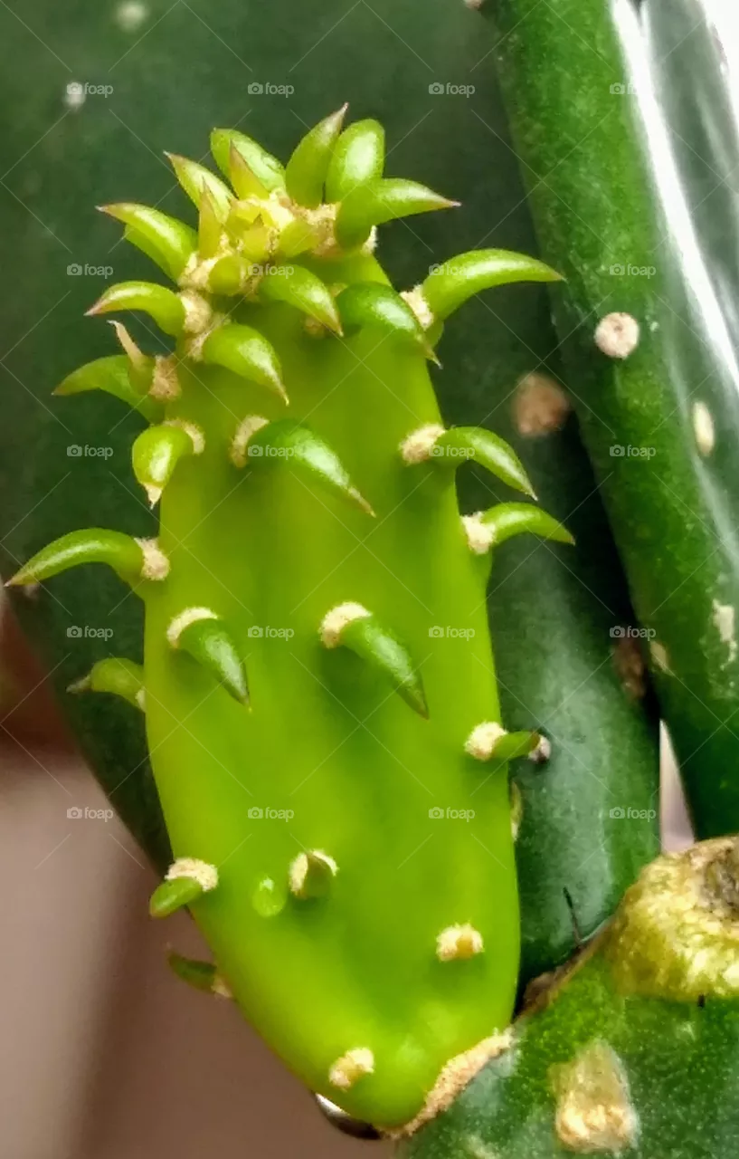 cactus